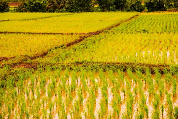 パヤオ県の田んぼ — ストック写真