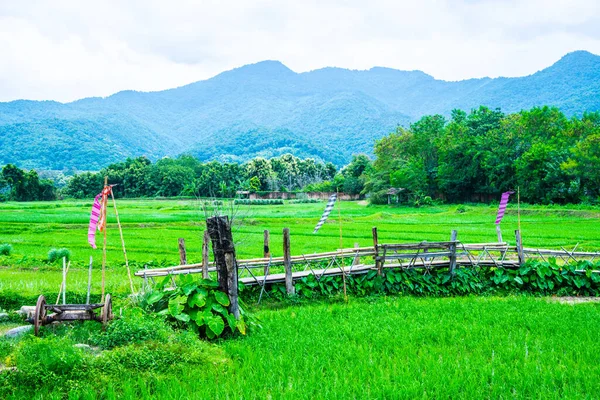 Rice Field Μικρή Γέφυρα Στην Περιοχή Pua Ταϊλάνδη — Φωτογραφία Αρχείου