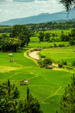 Tayland 'ın Pua bölgesindeki pirinç tarlası.