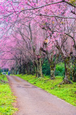Kuhn Wang kraliyet projesinde küçük yolu olan vahşi Himalaya kiraz çiçekleri, Tayland.