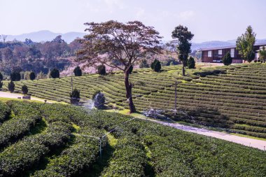 Çay plantasyon içinde Chiang rai Eyaleti, Tayland.