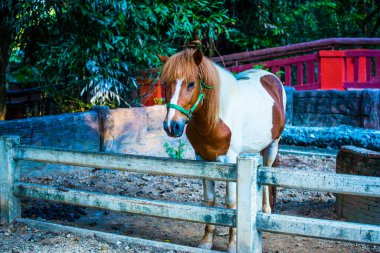 Tayland, Tayland 'da at kanı.