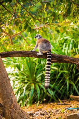 Tayland, Tayland 'da lemuru takip etmiş..