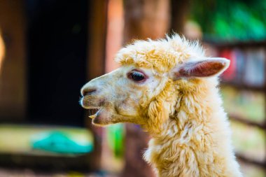 Tayland, Tayland 'da beyaz Alpaca Vicugna paketleri.