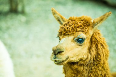 Tayland 'da Brown Alpaca Vicugna paketleri.