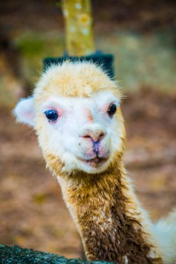 Tayland, Tayland 'da beyaz Alpaca Vicugna paketleri.