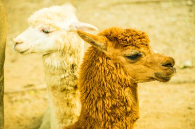 Tayland 'da Alpaca Vicugna paketleri.