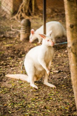 Tayland, Tayland 'da Albino vallaby Macropodidae.