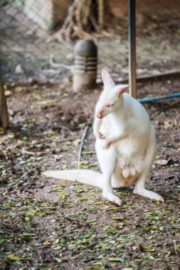 Tayland, Tayland 'da Albino vallaby Macropodidae.