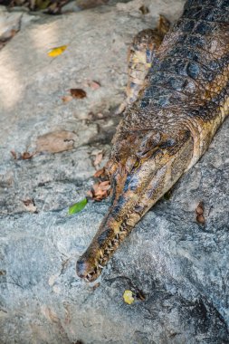 Tayland 'da Gavial timsahı.