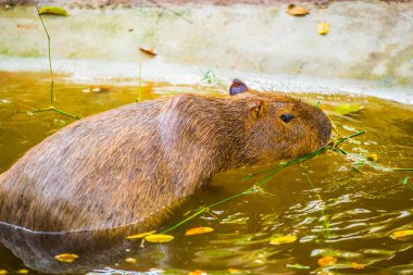 Tayland 'da Capybara.