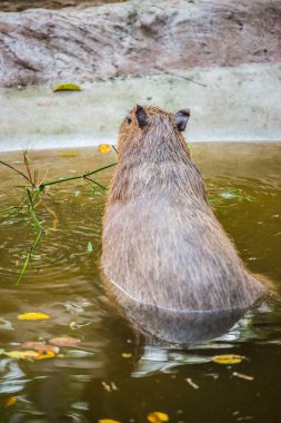 Tayland 'da Capybara.