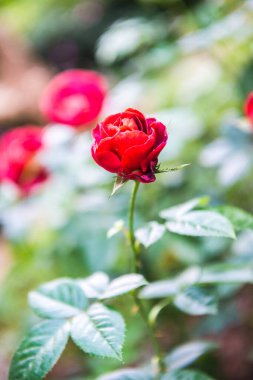 Red rose in the garden, Thailand.