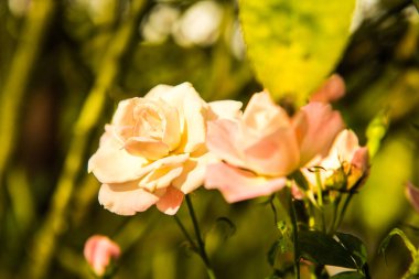 Pink rose in the garden, Thailand.