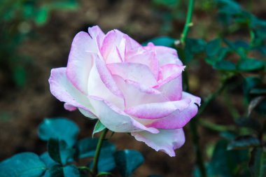 Pink rose in the garden, Thailand.