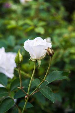White rose in the garden, Thailand.