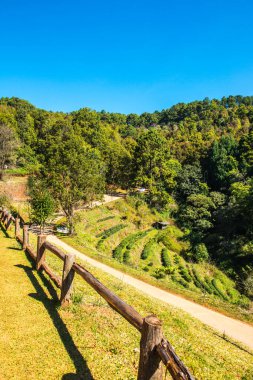 Dağ Manzarası Çay Çiftliği 2000, Tayland.