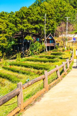 Manzara Görünümü Çay Çiftliği 2000, Tayland.