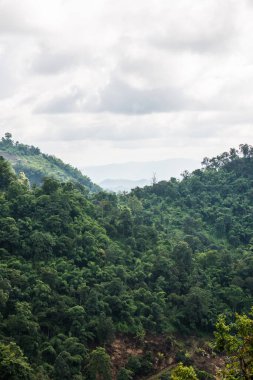 Tayland 'da sisli tropik yağmur ormanı.