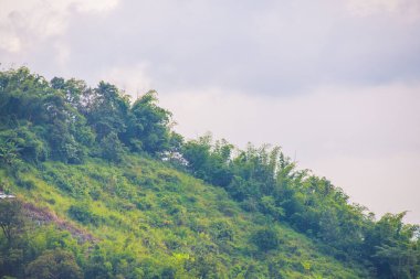 Tayland 'da sisli tropik yağmur ormanı.
