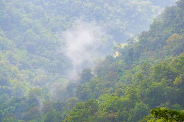Tayland 'da sisli tropik yağmur ormanı.