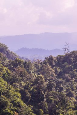 Tayland 'da sisli tropik yağmur ormanı.
