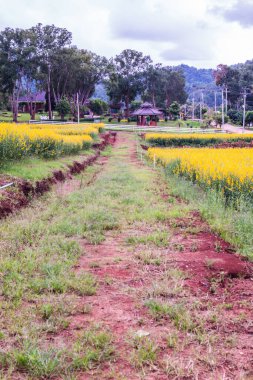 Tayland 'da Sunn Hemp Field.