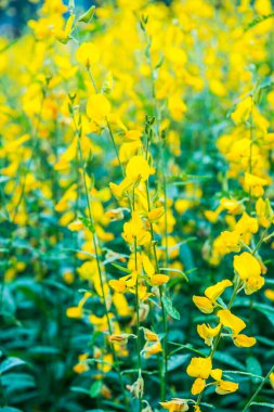 Tayland, Sunn Hemp çiçeğinin yakın çekimi.