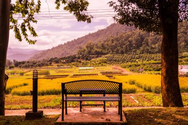 Tayland 'da Sunn Hemp Field ile Benç.