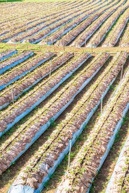 Tayland 'ın Chiangmai şehrinde çilek çiftliği..