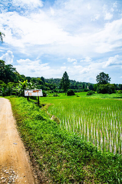 Rice field in Pua district, Thailand.