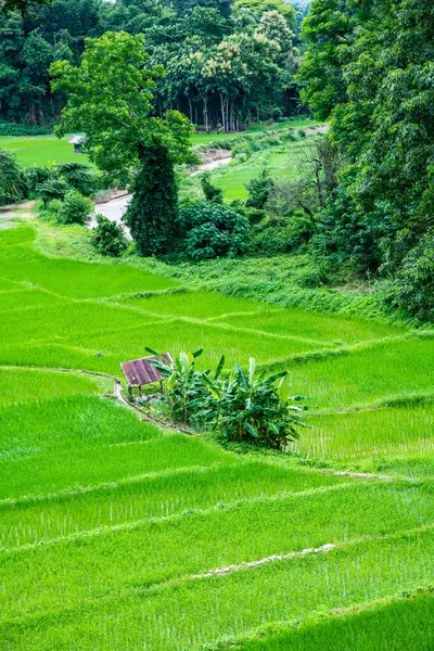 Рисове Поле Районі Пуа Таїланд — стокове фото