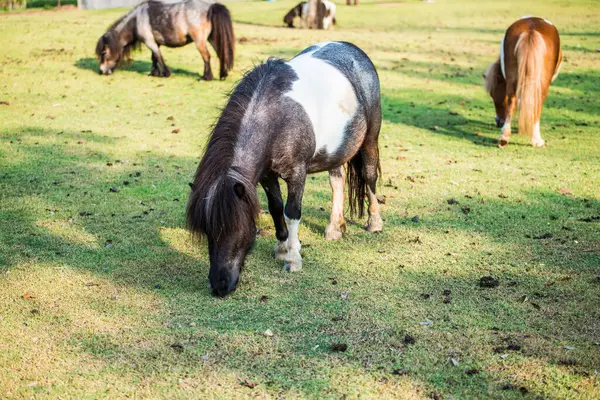 Dwarf Horse Green Grass Thailand — Stock Photo, Image