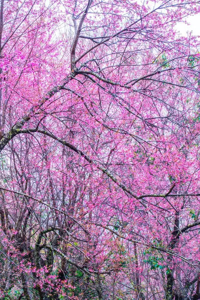 Wild Himalayan Cherry in Khun Wang royal project, Thailand.