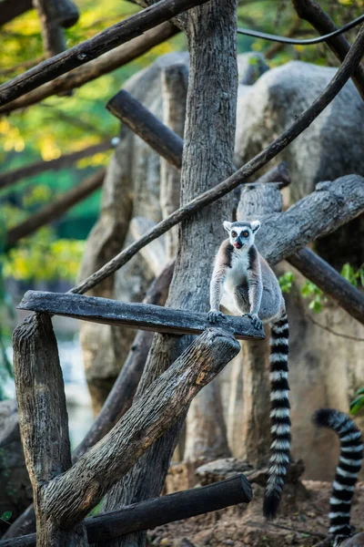 Ring Tailed Lemur Thai Thailand — Stock Photo, Image