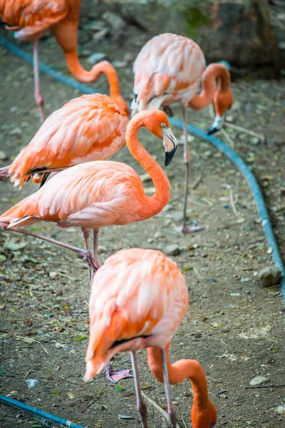 Flamingo Americano Tailandês Tailândia — Fotografia de Stock
