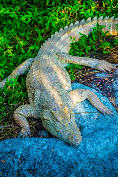 Albino Siyam Timsahı veya Tayland Timsahı, Tayland.