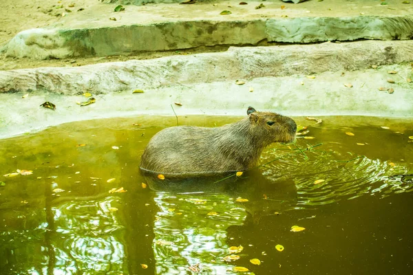 Capybara Thai Thailand — стокове фото