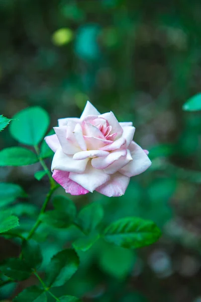 Pink Rose Garden Thailand — Stockfoto