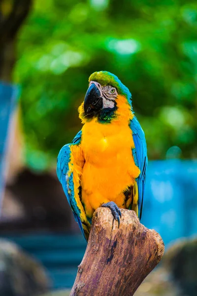 Macaw Vogel Boom Thailand — Stockfoto