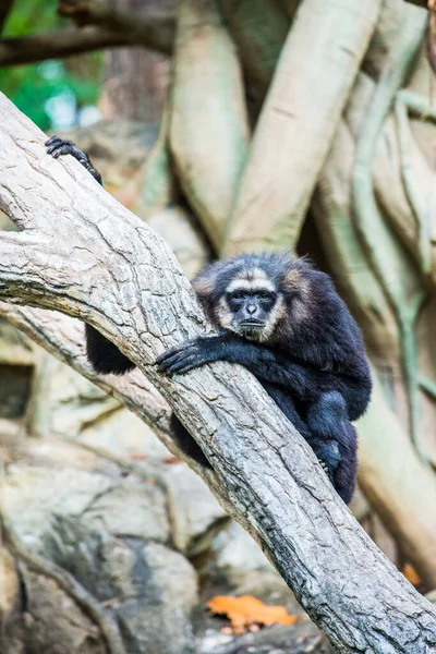Agile Gibbon Eller Dark Handed Gibbon Thailändska — Stockfoto