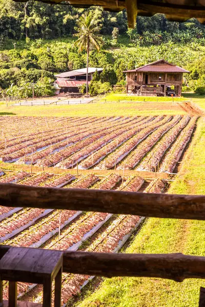 Клубничная Ферма Городе Чиангмай Таиланд — стоковое фото