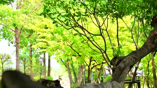 Árboles Viejos Viejos Jardín Sombreado Parque Bangkok — Vídeos de Stock