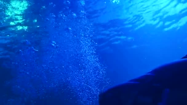ナコーンサワン州の深海で泳ぐ魚のグループ — ストック動画