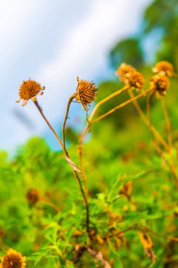 Tayland 'da kurak bir çiçek..