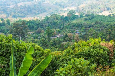 Phu Langka Ulusal Parkı, Tayland Yerel Köyü.