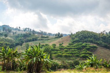 Tayland Phu Langka Ulusal Parkı 'nda güzel bir manzara..