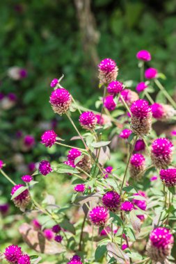 Bahçede, Tayland 'da Yerküre Amaranth çiçeği.