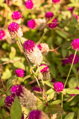 Bahçede, Tayland 'da Yerküre Amaranth çiçeği.
