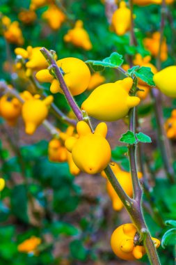 Bitki üzerinde meme meyvesi, Tayland.